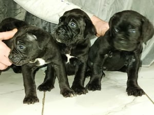 Cane corso kiskutyák foglalhatók  - kép 2