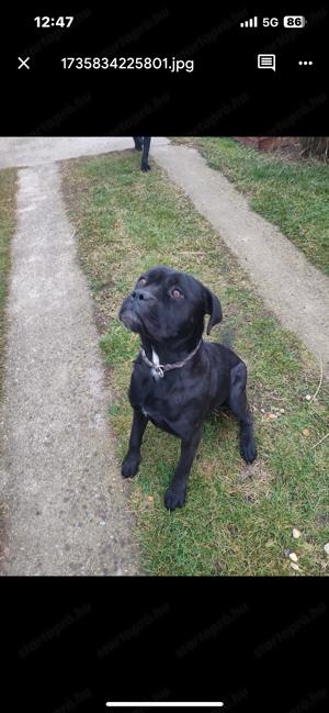 Cane Corso szuka kolyok kutyus  - kép 8