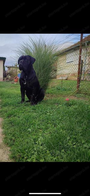 Cane Corso szuka kolyok kutyus  - kép 7