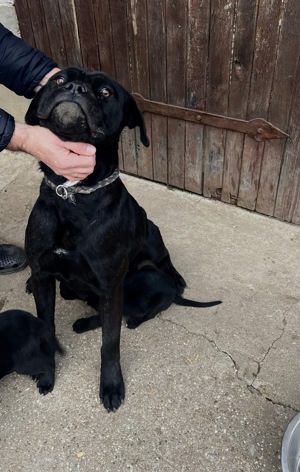 Cane Corso szuka kolyok kutyus  - kép 4