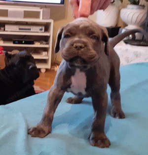 Fajtiszta Cane Corso kiskutyák elérhető áron - kép 3