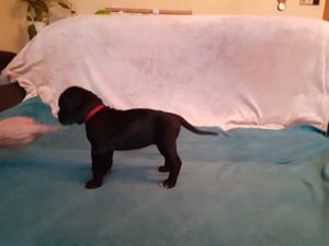 Fajtiszta Cane Corso kiskutyák elérhető áron - kép 7