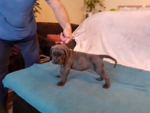 Fajtiszta Cane Corso kiskutyák elérhető áron - kép 8