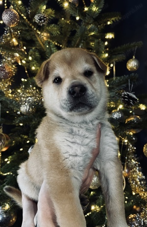 Ingyen elvihető  Shar-pei Keverék kiskutyák  - kép 5