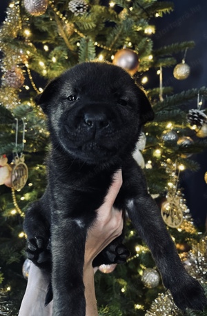 Ingyen elvihető  Shar-pei Keverék kiskutyák  - kép 4