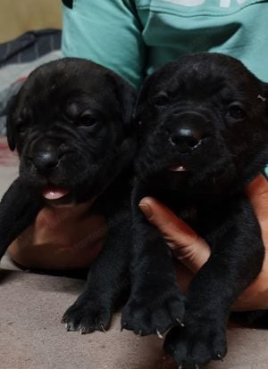 Cane corso babák előjegyezhetők,foglalhatók