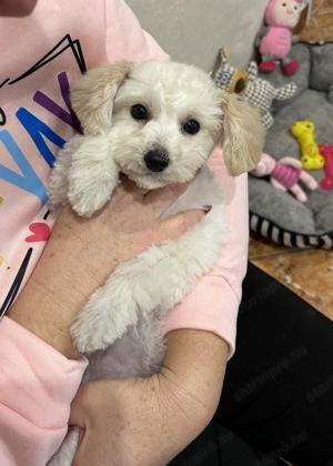 Maltipoo csodás kislány baba Toy uszkár apától  - kép 2