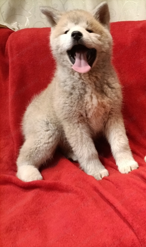 Japán Akita inu  - kép 4