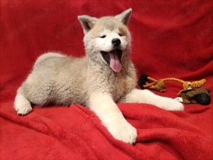 Japán Akita inu  - kép 12