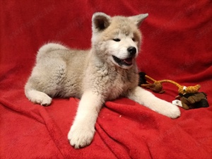 Japán Akita inu  - kép 13