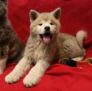 Japán Akita inu  - kép 6