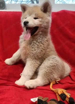 Japán Akita inu  - kép 7