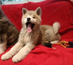 Japán Akita inu  - kép 16