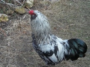 Szárnyasok vegyesen kaphatók