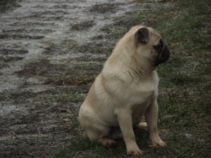 Mopsz fajta tiszta jellegű növendék kan kutyus eladó - kép 3