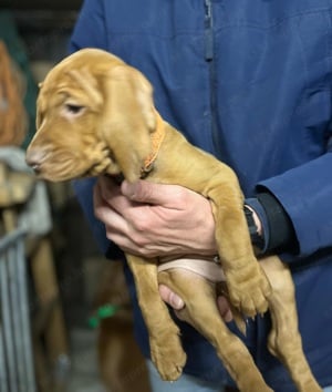 Aktívan vadászó szülőktől Magyar Vizsla kiskutyák eladók.