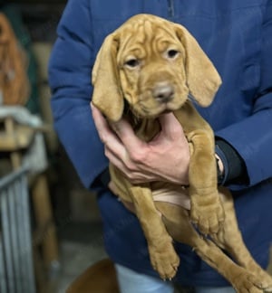 Aktívan vadászó szülőktől Magyar Vizsla kiskutyák eladók. - kép 2