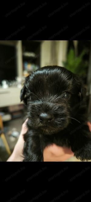 Bichon havanese kutya