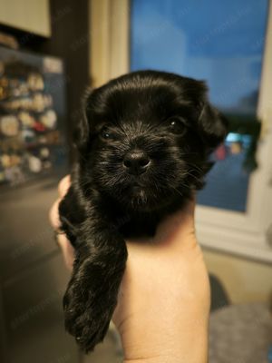 Bichon havanese kutya - kép 3