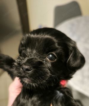 Bichon havanese kutya - kép 7