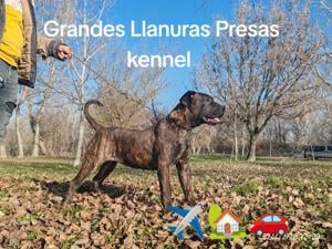 Presa Canario - Kanári Szigeteki  - kép 2