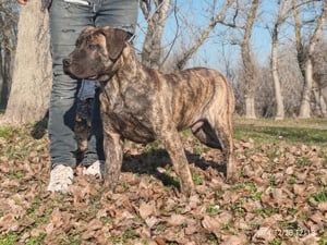 Presa Canario - Kanári Szigeteki  - kép 5