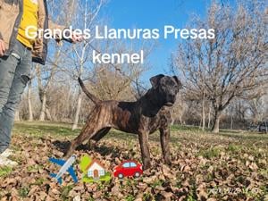 Presa Canario - Kanári Szigeteki  - kép 4