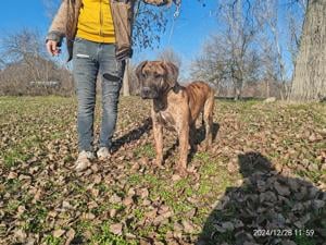 Presa Canario - Kanári Szigeteki  - kép 3