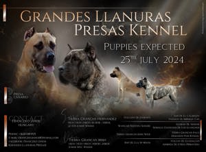 Presa Canario - Kanári Szigeteki  - kép 6