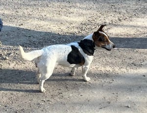 Jack Russel Terrier kölykök eladók - kép 8