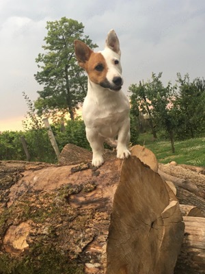 Jack Russel Terrier kölykök eladók - kép 9