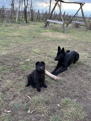 Eladó fekete német juhász szuka kölyök - kép 3