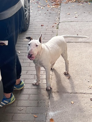 Bullterrier kan kölyök eladó! - kép 4