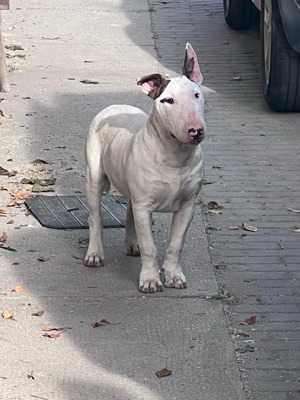 Bullterrier kan kölyök eladó! - kép 3