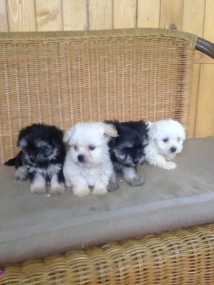 Bichon havanese kiskutyák