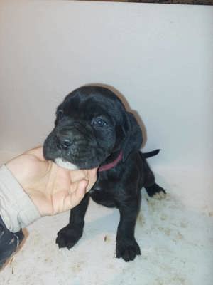 Cane corso 6 hetesek 