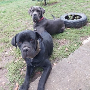 Cane Corso kiskutyák 6 hetesek.