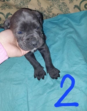 Cane Corso kiskutyák 6 hetesek. - kép 3