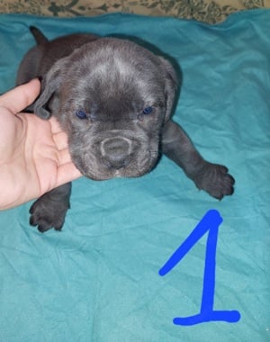 Cane Corso kiskutyák 6 hetesek. - kép 2