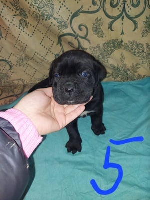 Cane Corso kiskutyák 6 hetesek. - kép 6