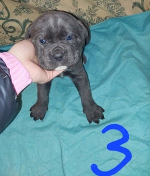 Cane Corso kiskutyák 6 hetesek. - kép 4