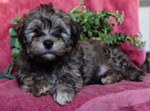 Bishon Havanese kan kölykök eladók  - kép 2