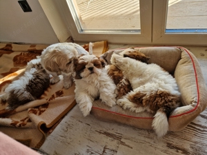 Shih-Tzu kiskutya eladó - 1 lány - kép 2