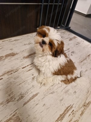 Shih-Tzu kiskutya eladó - 1 lány