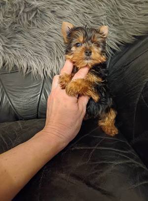 Igazán minike yorkshire terrier babák eladók - kép 3