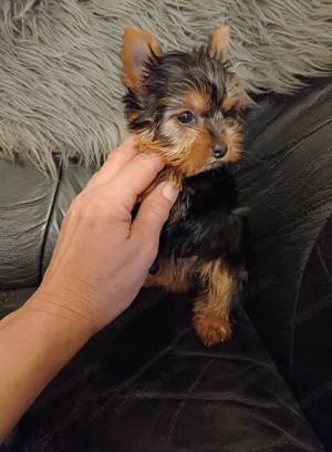 Igazán minike yorkshire terrier babák eladók - kép 2