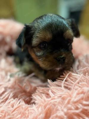 Yorkshire terrier mini kislányok. - kép 2