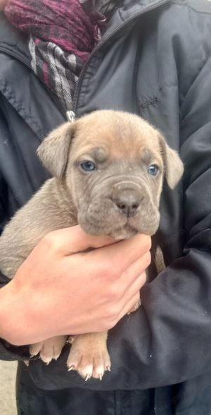 Cane Corso kölykök EUch, WCh vonallal  garanciával tenyésztőtől eladók