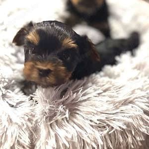 Yorkshire terrier mini fiúk. - kép 2