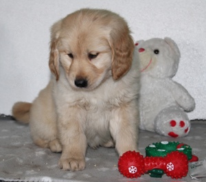 Fajtatiszta Golden Retriever - kép 7